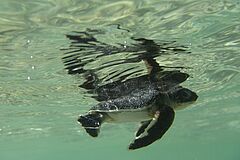 Miavana Private Island Madagascar Schildkröte