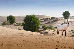 Landschaft Abu Dhabi Al Ain Telal Resort