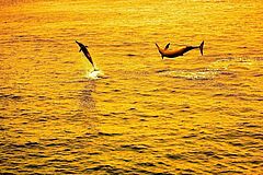 Dolphin Cruise - Gili Lankanfushi 