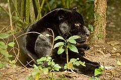 Belize Zoo Panther Ka'ana Resort