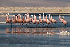 Flamingos Tierra Atacama