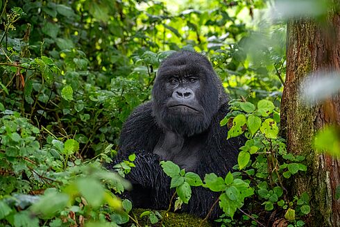 Rundreise Ruanda - Gorillas im Nebel   