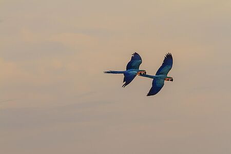 Vogelbeobachtung im Morgengrauen Mit über 860 heimischen Vogelarten ist Costa Rica ein wahres Paradies für alle Vogelbeobachter. Tukane, Aras und Tangare sind die Wahrzeichen der Tropen und ein wahrer Blickfang. Mit Ihrem Naturführer legen Sie sich auf die Lauer, um die beeindruckenden Dschungelbewohner zu erkunden.
