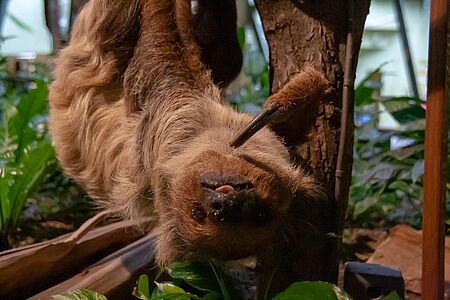 Private Faultierwanderung Costa Rica ist bekannt für seine großartige Tierwelt. Ein absolutes Muss und besonderes Highlight sind die Faultiere - ganz versteckt in der Nähe von La Fortuna. Die Rodriguez, eine traditionelle costa-ricanische Familie, heißt Sie herzlich willkommen auf Ihrem privaten Gelände.