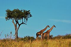 Serengeti