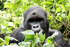 Gorilla in Ruanda