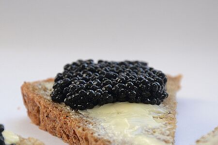 Caviar Farm Experience Besuchen Sie die weltweit erste Bio-zertifizierte Kaviarfarm nahe Granada und erfahren Sie mehr über 50 Jahre Störzucht. Genießen Sie im Schatten alter Walnussbäume eine Kaviarverkostung mit Champagner und Wodka – ein einzigartiges Erlebnis inmitten der Natur.