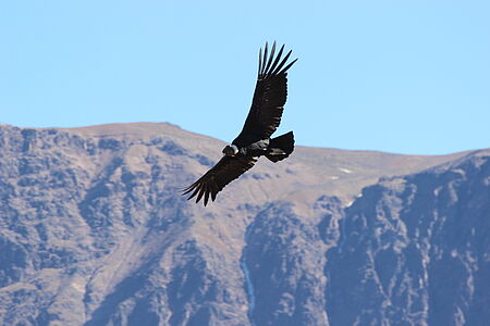 KÖNIG DER ANDEN Mirador del Condor ist einer der interessantesten Orte, um die Schlucht des Cocora-Tals zu beobachten und auch der legendäre Kondor, der Vogel mit der größten Flügelspannweite der Welt, ist hier zu finden.