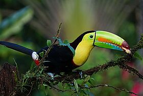 Costa Rica - Luxus pur zwischen Dschungel und Meer Costa Rica - Luxus pur zwischen Dschungel und Meer