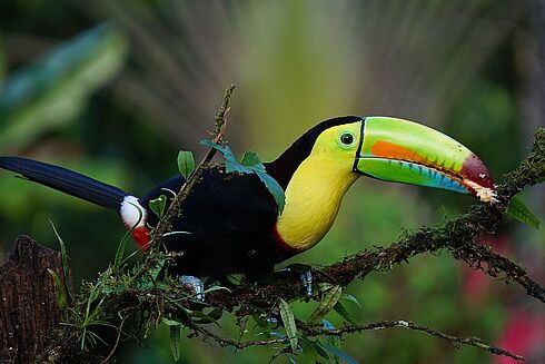Costa Rica -  Luxus pur zwischen Dschungel und Meer