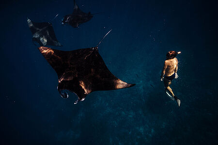 Hanifaru Bay – Magie der Mantarochen Im Herzen des Baa-Atolls liegt ein Naturwunder von seltener Schönheit: Hanifaru Bay, Teil eines geschützten UNESCO-Biosphärenreservats. In den Monaten von Juni bis November versammeln sich hier hunderte Mantarochen, oft begleitet von Walhaien – ein Schauspiel, das weltweit einzigartig ist.