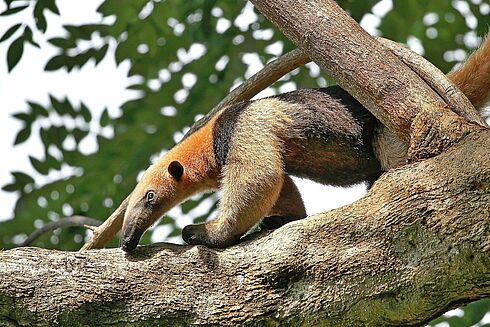 Costa Rica -  Natur Pur & Tiere Hautnah