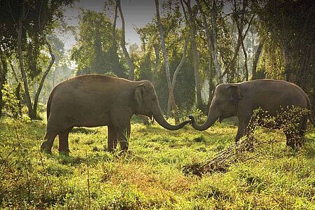 Kulen Elefantenwald Im Kulen-Elefantenwald leben 14 pensionierte Elefanten in Freiheit, die einst Touristen im Angkor-Park transportierten. Sie können die Tiere in ihrem natürlichen Lebensraum begleiten, füttern und mehr über ihr Verhalten erfahren – eine einzigartige Erfahrung, begleitet von sachkundigen Führern, die den respektvollen Umgang mit den Tieren vermitteln.