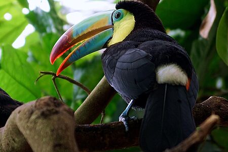 Vogelbeobachtung im Morgengrauen Mit über 860 heimischen Vogelarten ist Costa Rica ein wahres Paradies für alle Vogelbeobachter. Tukane, Aras und Tangare sind die Wahrzeichen der Tropen und ein wahrer Blickfang. Mit Ihrem Naturführer legen Sie sich auf die Lauer, um die beeindruckenden Dschungelbewohner zu erkunden.