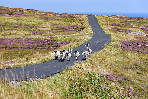 Irland -  Entdecken, Genießen, Erleben