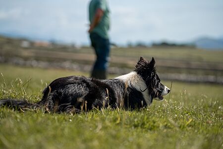 Killary Sheepdogs: Vorführung traditioneller irischer Hütearbeit Ein besonderes Erlebnis erwartet Sie bei den Killary Sheepdogs, wo Sie eine beeindruckende Vorführung traditioneller irischer Hütearbeit erleben. Beobachten Sie, wie ein erfahrener Schäfer mit seinen Border Collies in perfekter Harmonie eine Herde dirigiert – ein faszinierender Einblick in das Landleben von Connemara.