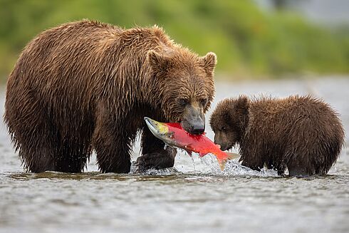 Rundreise Alaska - Zwischen Gletschern, Bären & wildem Luxus   