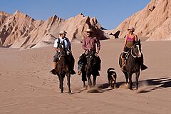 Horses Tierra Atacama