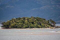 Subantarctic Forest Ventus Australis