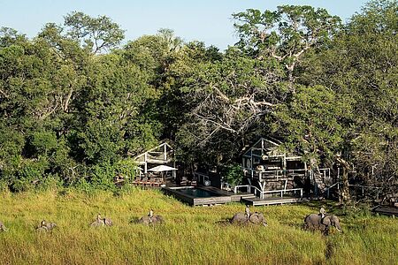 Abu Camp Das Abu Camp ist eines der luxuriösesten Camps im Okavango Delta und bietet außerdem ein ganz besonderes Highlight: Eine Safari auf dem Rücken afrikanischer Elefanten. Die hautnahe Begegnung mit den acht freundlichen und trainierten Elefanten bei der gemeinsamen Buschwanderung wird eine einmalige Erfahrung für Sie werden.