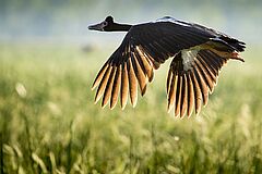 Bamurru or Magpie Goose Bamurru Plains