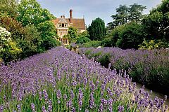 Lavendel Oxford Belmond Le Manoir aux Quat'Saisons UK