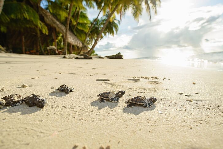 Turtles Calala Island