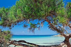 Baum Griechenland Chalkidiki Sani Dunes
