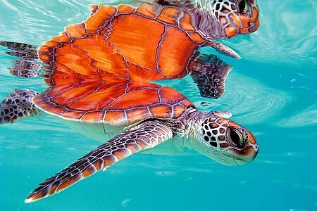 Schildkröten beobachten Das Tetiaroa Atoll ist einer der letzten Orte der hiesigen Inselwelt, an dem grüne Wasserschildkröten ihre Eier ablegen. Über 20.000 Babys haben in den letzten Jahren die Lagune sicher erreicht. Verpassen Sie es nicht, wenn die Kleinen nachts schlüpfen und sich auf ihren Weg ins Meer und auf ihre große Reise machen. Unser Concierge weckt Sie rechtzeitig.