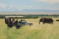 Elefant Angama Mara
