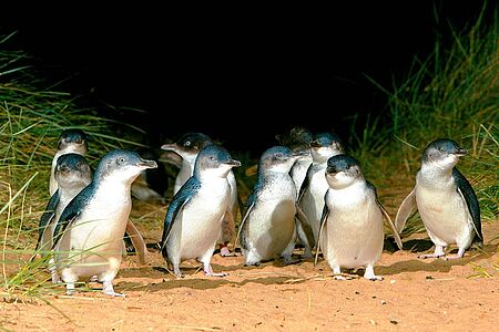 Ganztagestour nach Phillip Island Mit einem lokalen Ranger entdecken Sie die Schätze von Phillip Island und Churchill Island:
Schiffswracks, uralte Siedlungen und den magischen Moonah Wald, Wombats, Kängurus, Dingos und Emus. Plaudern Sie mit lokalen Fischern, beobachten Sie Seehunde durch interaktive Kameras am Nobbies Centre. Und zum Finale: die amüsanten Zwergpinguine.