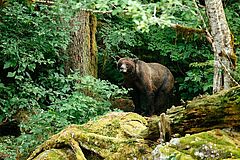 Nimmo Bay Resort Kanada Grizzly