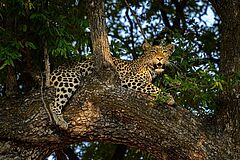 Wildlife Kings Pool