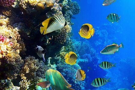 Dolphin watching: privater Bootsausflug zu den Daymaniyat Islands Starten Sie Ihren Tag auf dem Wasser und beobachten Sie die zahlreichen Delfine, die nahe der Küste leben. Die neugierigen Tümmler schwimmen oft bis ans Boot heran und gehen auf Tuchfühlung. Auch beim Schnorcheln oder Tauchen im Naturschutzgebiet der Daymaniyat Inseln begegnen Sie fantastischen Meeresbewohnern.