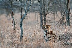 Leopard Segera Retreat