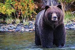 Bears The Chilko Experience Wilderness Resort