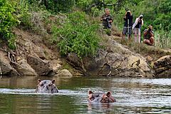 safari Kariega Settlers Drift