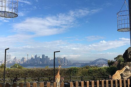 Private Zootour im Taronga Zoo Erleben Sie den Taronga Zoo anders als normale Besucher: Sie bekommen die Möglichkeit, Giraffen zu füttern, werden durch das Tierkrankenhaus begleitet und in die 95jährige Geschichte des Zoos eingeweiht. Und abends: Freuen Sie sich auf eine ganz besondere Vogelshow, die Sie auch hinter die Kulissen der nachtaktiven Tiere blicken lässt.