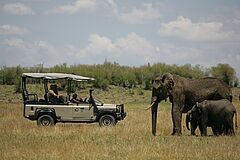 Elefanten Saruni Mara