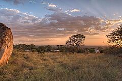 Natur Serengeti Bushtops