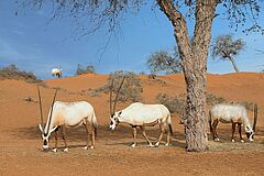 Desert The Ritz Carlton Al Wadi Desert