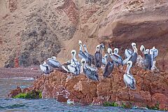 Birds Luxury Collection Hotel Paracas