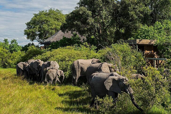 Elefanten Vumbura Plains Camp