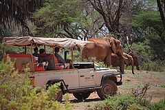 Elefanten Saruni Samburu