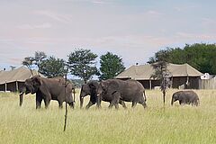 Afrika One Nature Hotel Elefanten