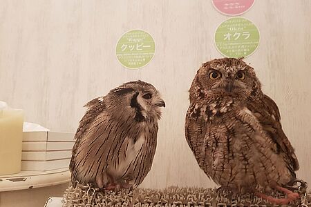 Die verrücktesten Lokale der Welt Tokyo wimmelt vor skurrilen Motto-Restaurants. Gönnen Sie sich schrill bunte Gerichte im Kawaii Monstercafé, wo stündlich eine Monster-Show stattfindet. Häppchen und Action gibt es im Robot Restaurant, finstere Momente im Ninja Akasaka Restaurant, schaurige Gestalten im Vampire-Café.