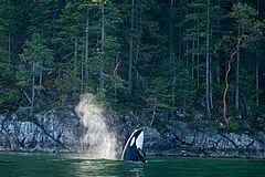 Nimmo Bay Resort Kanada Wal