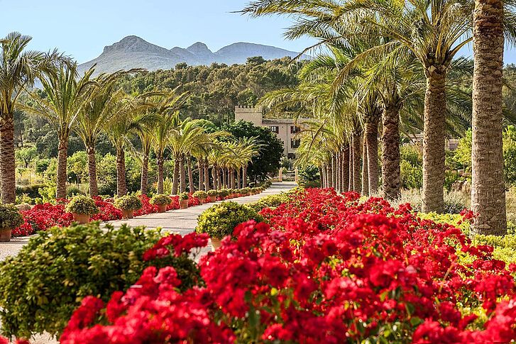 Blumen Spanien Mallorca Castell Son Claret