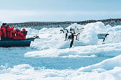 Mit den Zodiacs Pinguinen ganz nahe kommen