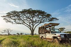 Safari Roving Bushtops